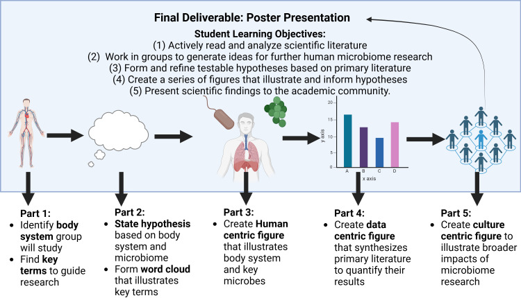 Scaffolding of assignments and grading to promote STEM literacy in a human microbiome course.