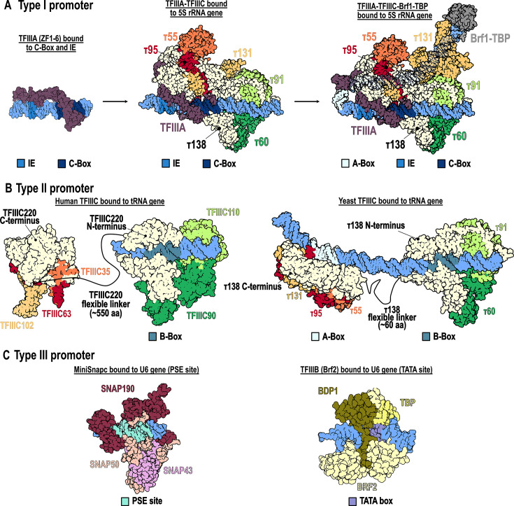 Should I stay or should I go: TFIIIC as assembly factor and barrier in RNA polymerase III transcription.