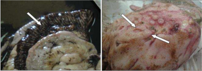 Advances in diagnosis of diseases causing diarrhea in newborn calves.