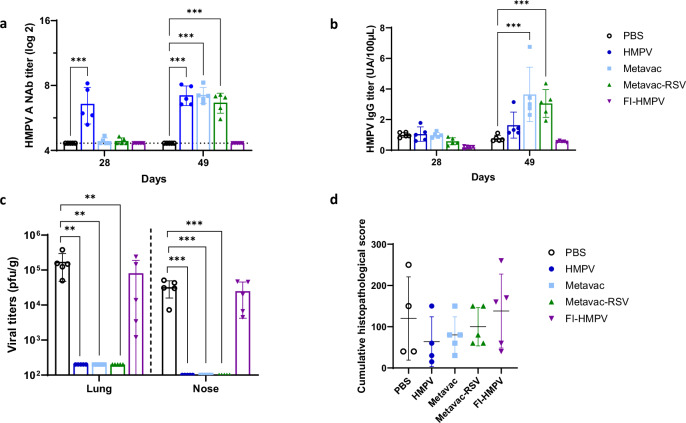 Metavac-RSV mucosal bivalent vaccine candidate protects cotton rats against pneumoviruses and is produced using serum-free cell culture in bioreactor.
