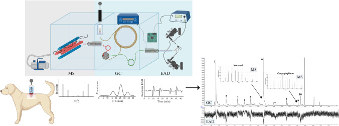 A simplified system for the detection of antennal responses to host-borne volatile organic compounds in sand flies.