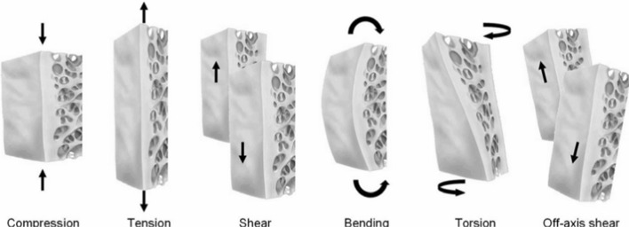 Microdamage in biological hard tissues and its repair mechanisms.