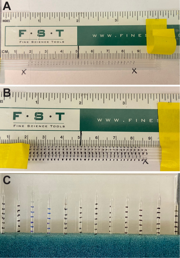 Intravitreal NHS-Biotin Injection and Immunohistochemistry to Label and Image Protein Transport in the Mouse Optic Nerve.