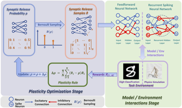 Reward-optimizing learning using stochastic release plasticity.