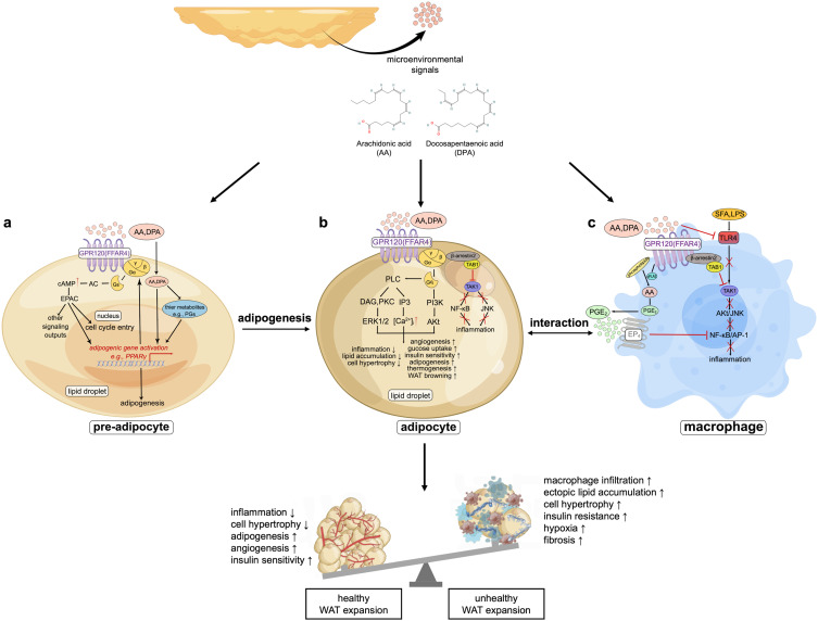 Orbital Fat is an Observation Model to Provide Insights into Adipocyte Hypertrophy and Hyperplasia During White Adipose Tissue Expansion.