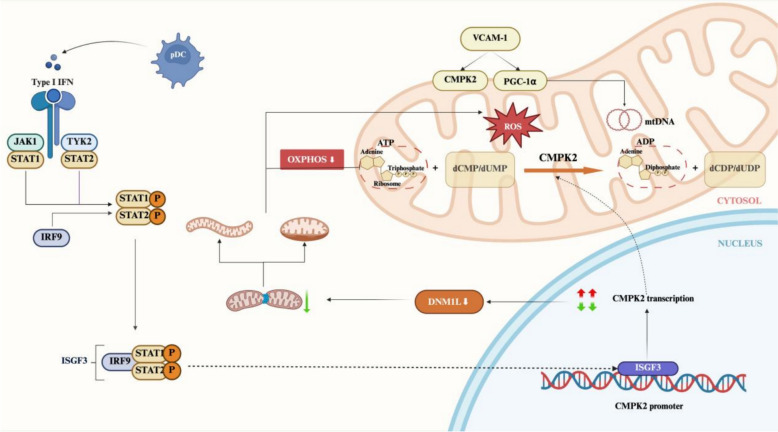 Biological functions and clinical implications of the CMPK2 across multisystemic diseases.