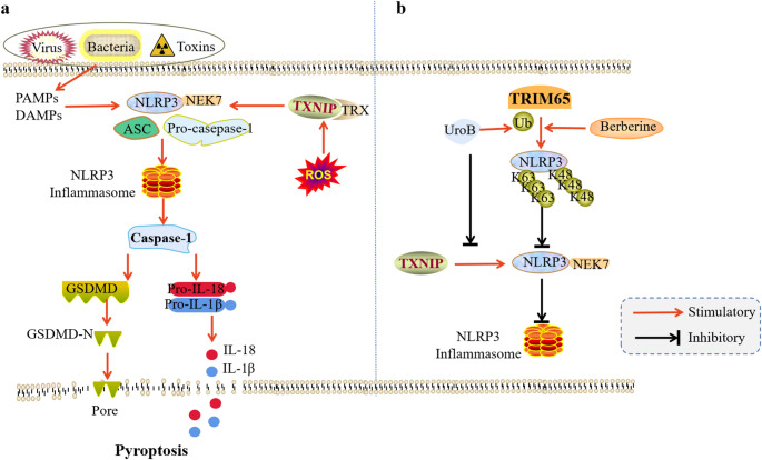 Research and development prospects of TRIM65.