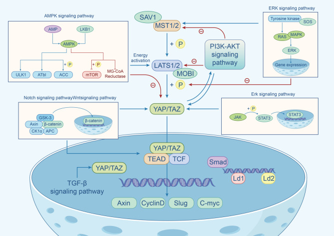 The components and regulation of the Hippo pathway and its relationships with the progression and treatment of Non-small cell lung cancer (NSCLC).