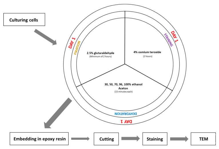 An Optimized Protocol for SBEM-Based Ultrastructural Analysis of Cultured Human Cells.