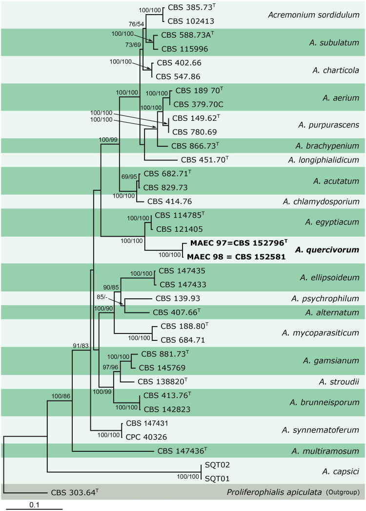 <i>Acremonium quercivorum</i> (<i>Hypocreales, Sordariomycetes</i>), a New Species from Oak (<i>Quercus</i> spp.) Growing in Algeria.