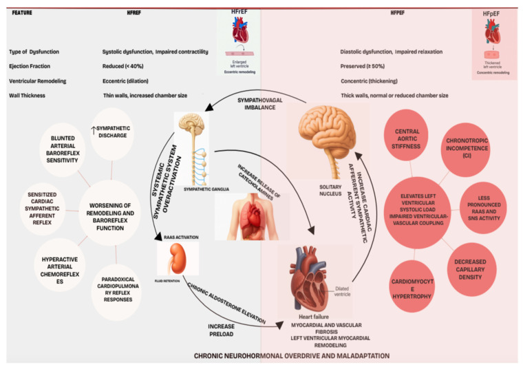 Artificial Intelligence-Guided Neuromodulation in Heart Failure with Preserved and Reduced Ejection Fraction: Mechanisms, Evidence, and Future Directions.