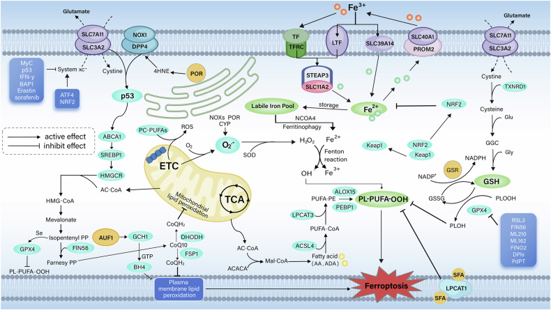 Exploring the role of ferroptosis in esophageal cancer: mechanisms and therapeutic implications.