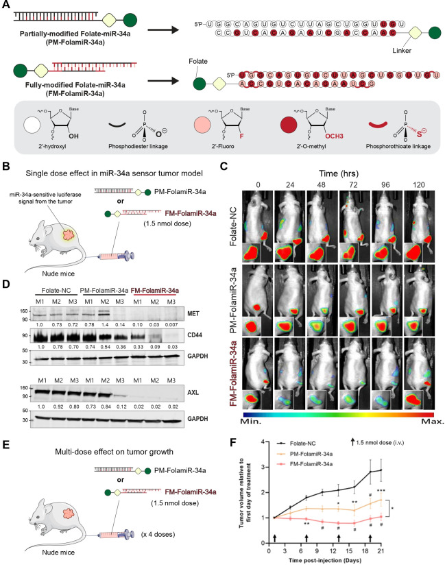 Redesigning miR-34a: structural and chemical advances in the therapeutic development of an miRNA anti-cancer agent.