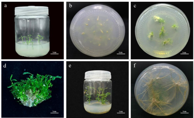 Efficient induction of tetraploids via adventitious bud regeneration and subsequent phenotypic variation in Acacia melanoxylon.