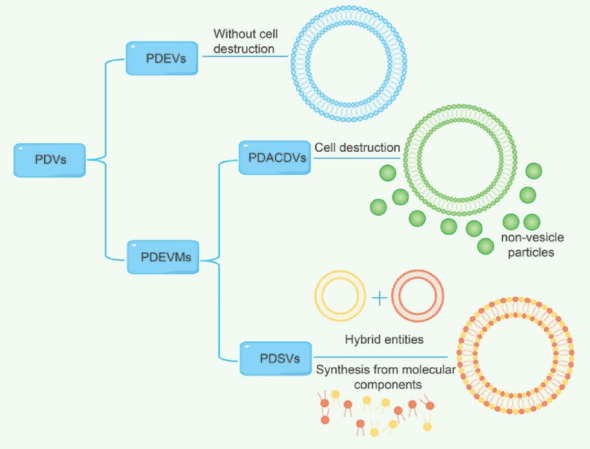 The potential of plant-derived vesicles in treating periodontitis and associated systemic diseases: current advances and future directions.
