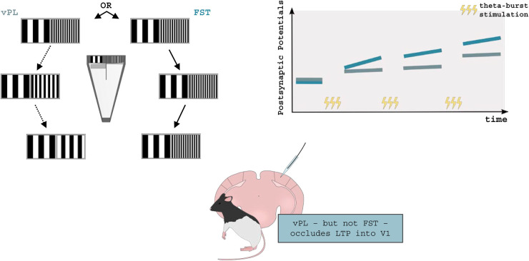 How perceptual learning rewires brain connectivity: lessons from the visual system in a top-down perspective.