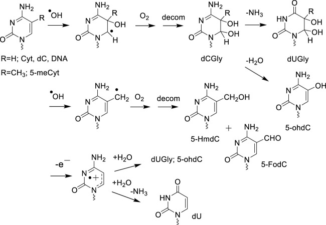 Pioneering contribution of Professor Bruce Ames to early development in biochemical aspects of oxidatively generated damage to DNA.