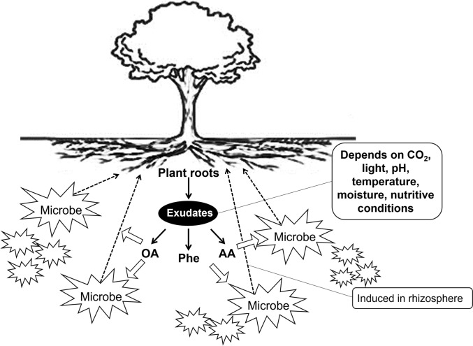 Bacillus Strains as Increased Soil Fertility and Biomass Yield Tactics in a Reclaimed Tidal Flat, Saemangeum, Korea.