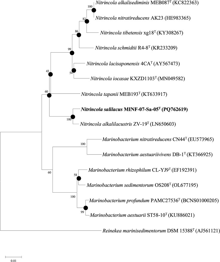 <i>Nitrincola salilacus</i> sp. nov., isolated from Niya Fish Salt Lake Sediment in Xinjiang, Northwest China.