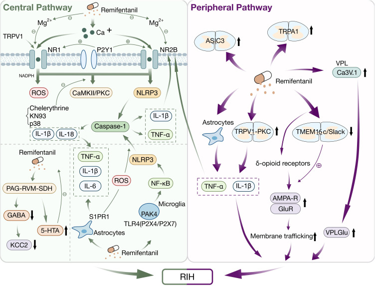 Mechanisms of Remifentanil-Induced Postoperative Hyperalgesia: A Comprehensive Review.