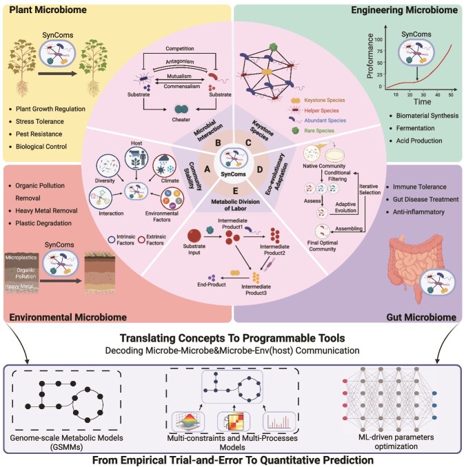 Ecological design of high-performance synthetic microbial communities: from theoretical foundations to functional optimization.