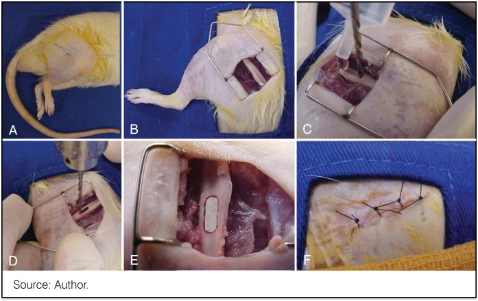 EXPERIMENTAL ANALYSIS IN WISTAR RATS OF BONE GRAFTS PREPARED BY DIFFERENT STERILIZATION METHODS.