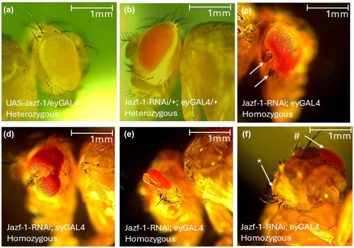 The NuA4/TIP60 histone-modifying complex and Hr78 modulate the <i>Lobe</i> <sup><i>2</i></sup> mutant eye phenotype.