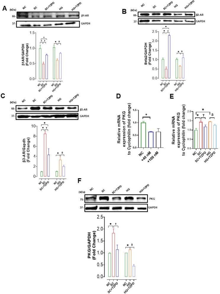 The dual GLP-1 and GIP receptor agonist tirzapetide provides an unintended interaction with the β-adrenoceptors and plays a role in glucose metabolism in hyperglycemic or senescent cardiac cells.
