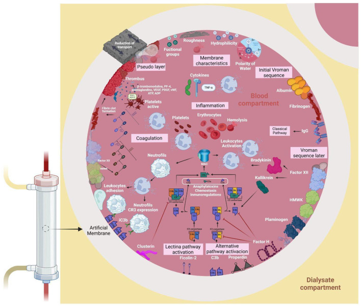 Biocompatibility in hemodialysis: artificial membrane and human blood interactions.