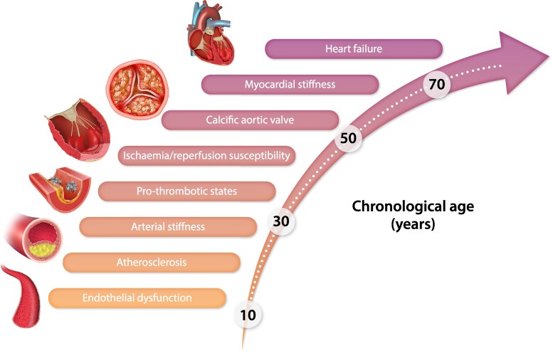 Trajectories of cardiovascular ageing-from molecular mechanisms to clinical implementation.