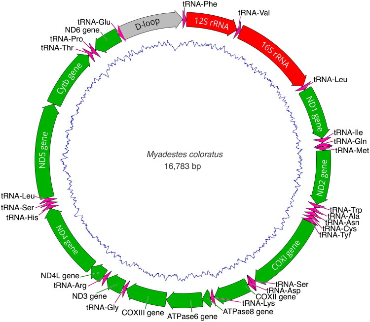 Characterization of the mitochondrial genome and phylogenetic position of the Varied Solitaire <i>Myadestes coloratus</i> (Passeriformes: Turdidae).