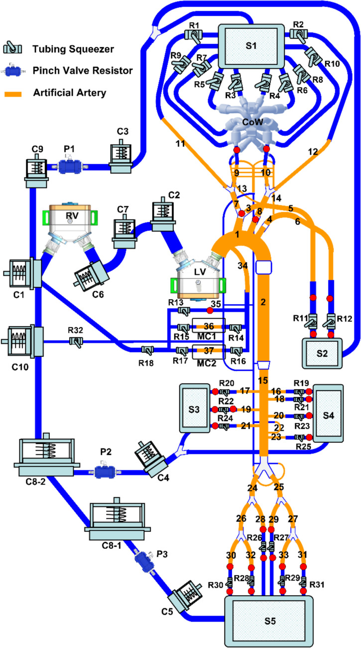 Development of an Anatomy-Mimicking, Wave Transport-Preserving Mock Circulation Loop for Evaluating Pulsatile Hemodynamics as Supported by Cardiovascular Assist Devices.