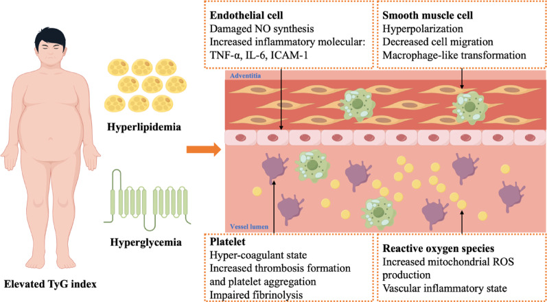 The triglyceride-glucose index: updating evidence from clinical settings to molecular mechanisms in ageing-related cerebrovascular diseases.
