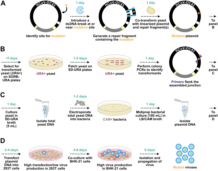 Assembly and Mutagenesis of Human Coronavirus OC43 Genomes in Yeast via Transformation-Associated Recombination.