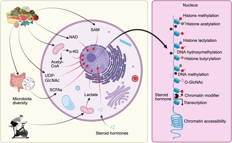 Epigenetic Changes Associated With Obesity-related Metabolic Comorbidities.
