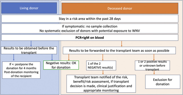 Updates on Donor-Derived Infection in Solid Organ Transplantation, Report from the 2024 GTI (Infection and Transplantation Group) Annual Meeting.