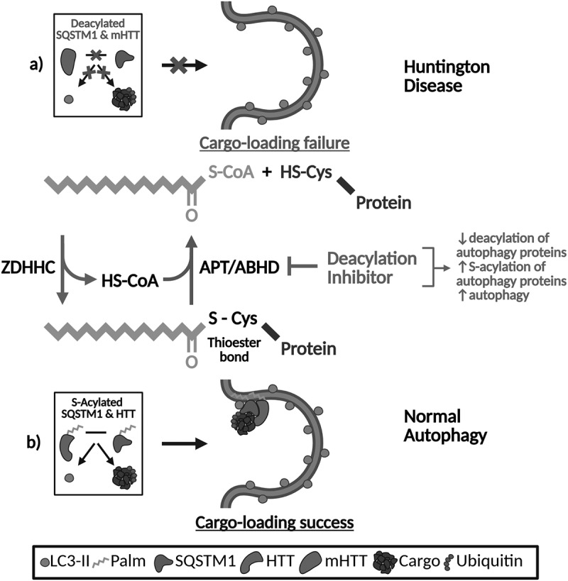 Sequestering sequestosome 1 via S-acylation in autophagy, Huntington disease, and beyond.