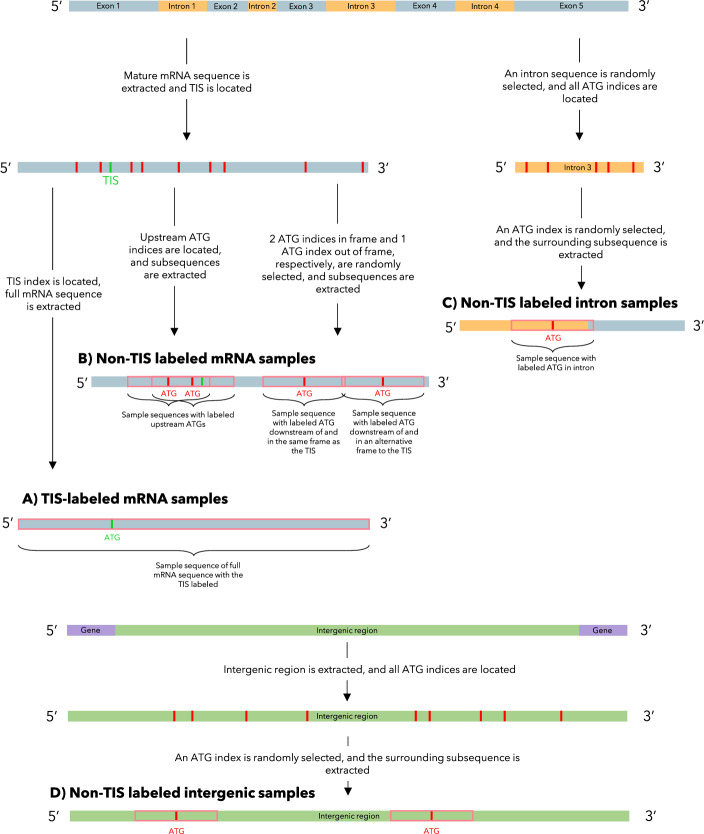 NetStart 2.0: prediction of eukaryotic translation initiation sites using a protein language model.