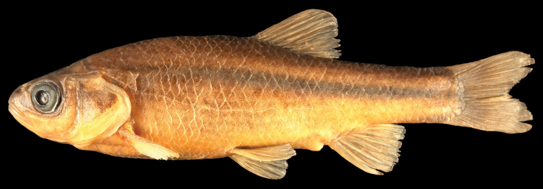 ﻿A new <i>Pseudophoxinus</i> species (Teleostei, Cypriniformes, Leuciscidae) from the upper Jordan River basin (Israel) with comments on the status of a few other congeneric species.