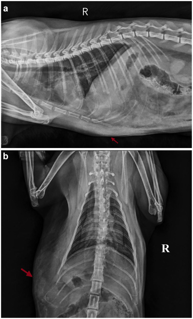 Outcomes of paracostal herniorrhaphy in cats: a retrospective study (2019-2024).