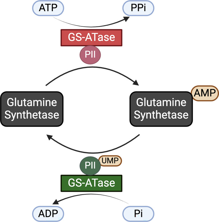 The rise of AMPylation: from bacterial beginnings to modern implications in health and disease.