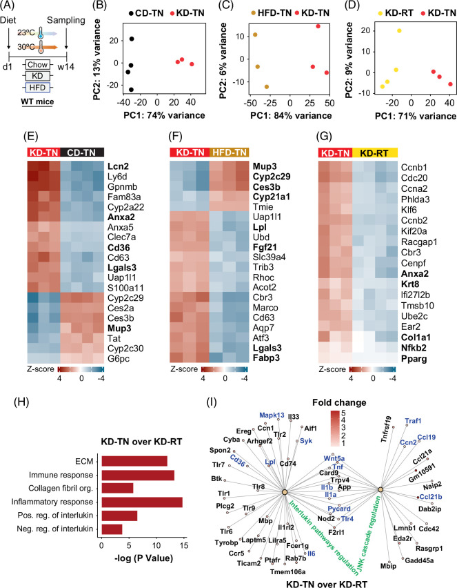 Adipocyte-specific deletion of gp130 prevents ketogenic diet-induced hepatic steatosis.