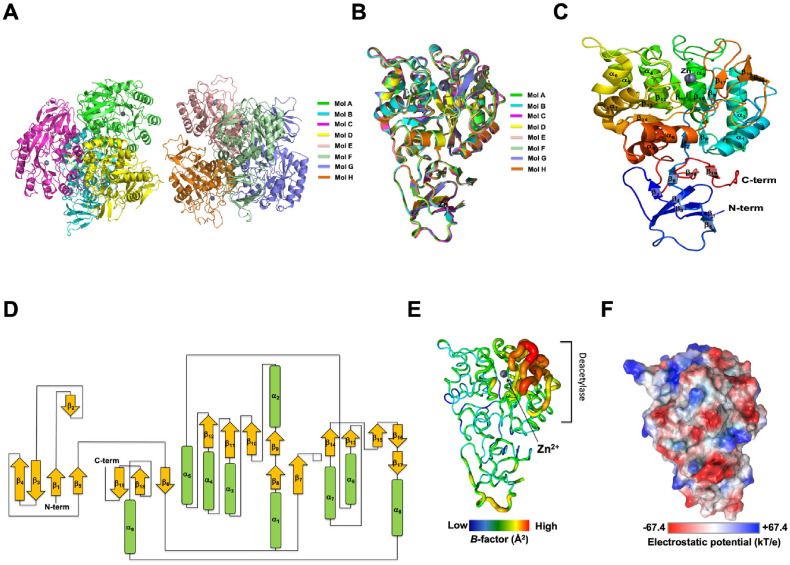 Structural Basis for Tetramerization of <i>Klebsiella pneumoniae</i> <i>N</i>-Acetylglucosamine-6-Phosphate Deacetylase.