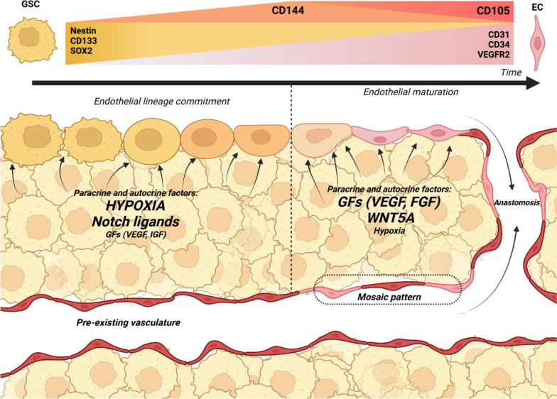 Endothelial transdifferentiation of glioma stem cells: a literature review.