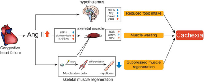 When the Heart, Kidneys, and Body Waste Away: A Review of Cachexia in Cardiorenal Syndrome.