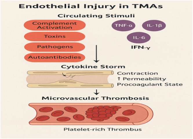 Cytokine storm and microvascular fate: mechanistic insights into endothelial injury in thrombotic microangiopathies.