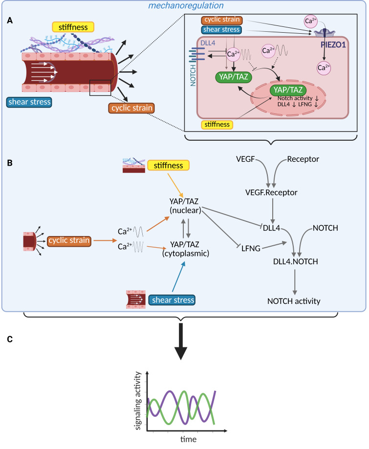 Temporal dynamics of angiogenesis: the emerging role of mechanoregulated pathways.
