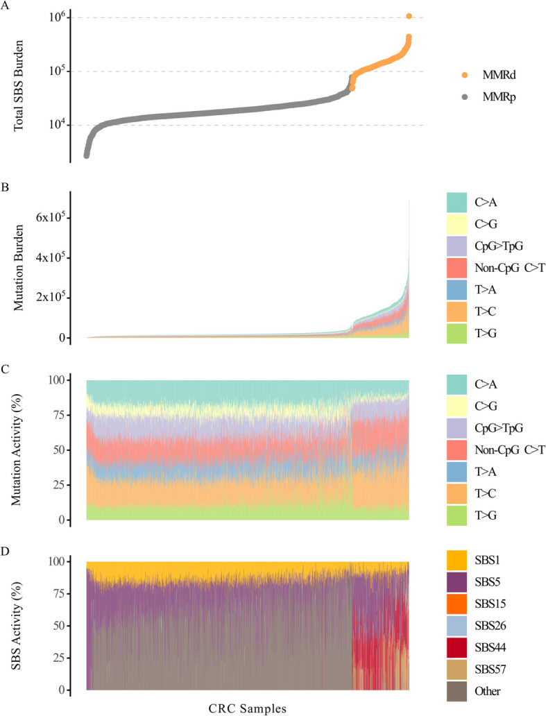 Replication-associated mechanisms contribute to an increased CpG > TpG mutation burden in mismatch repair-deficient cancers.