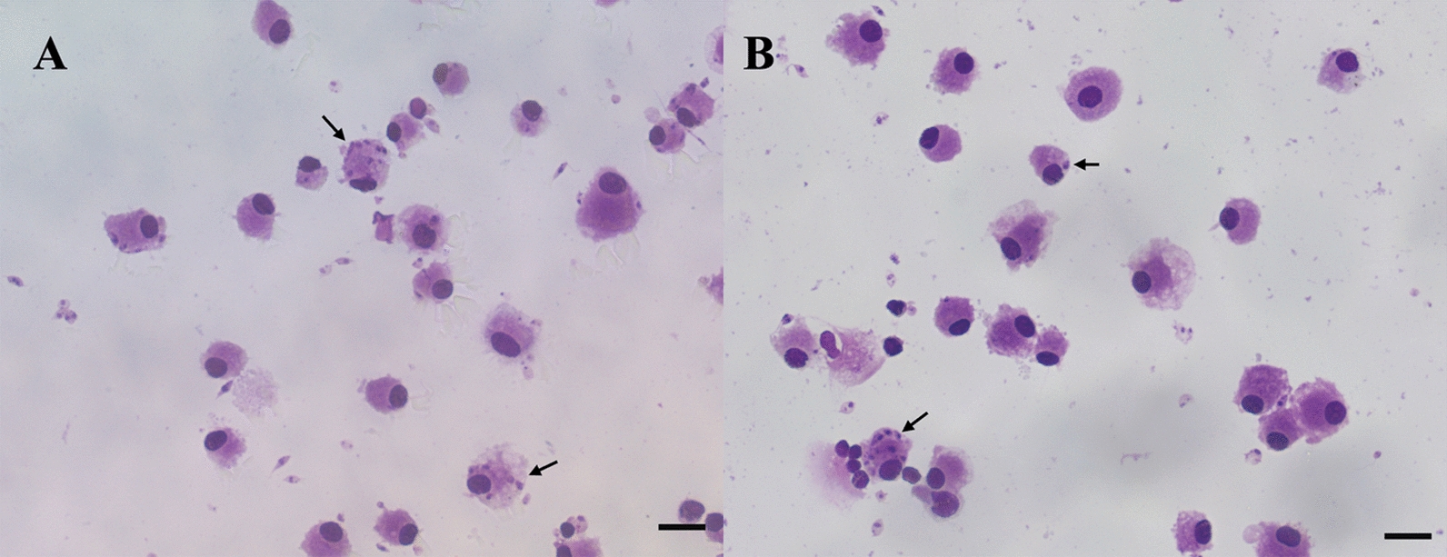 Leishmania (Leishmania) infantum and Leishmania (Sauroleishmania) tarentolae in outdoor cats and report of infection in feline-derived peripheral blood mononuclear cells.