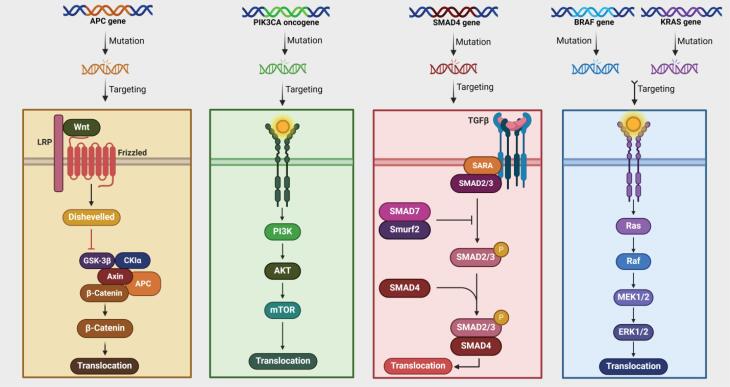 Biomarkers for colorectal cancer detection: An insight into colorectal cancer and FDA-approved biomarkers.